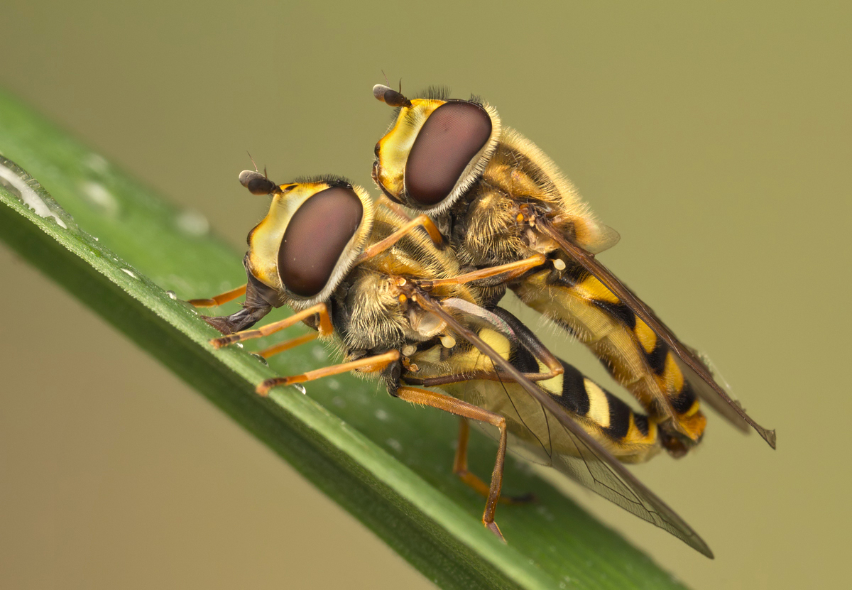 Mating Hoverflies - Syrphus ribesii 1